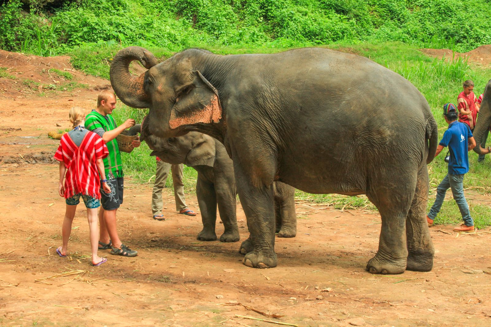 Thailand-Chiang-Mae-Elephand-Sanctuary...ii..shutterstock_215156272